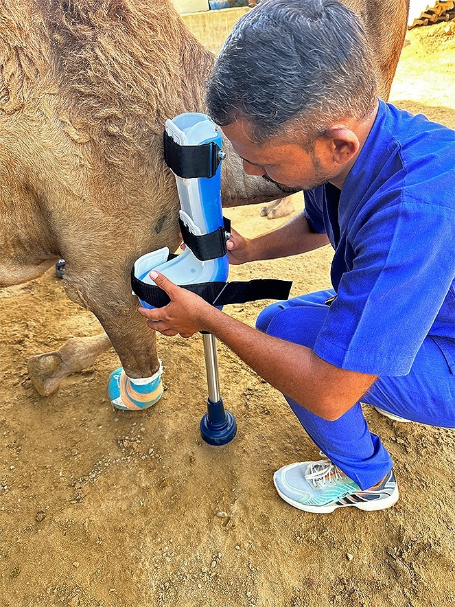 camel_2