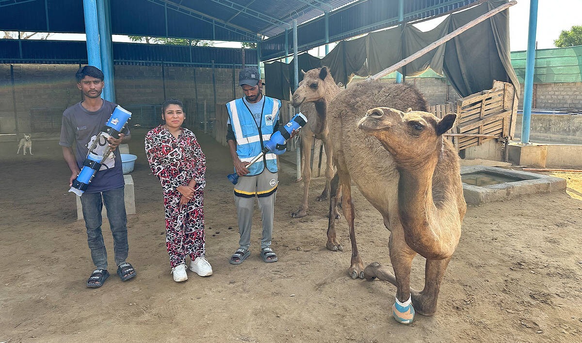 camel_3