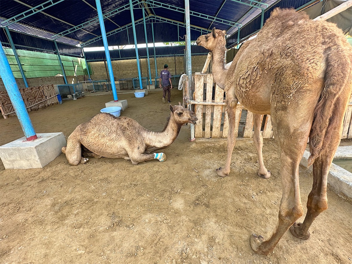 camel_4