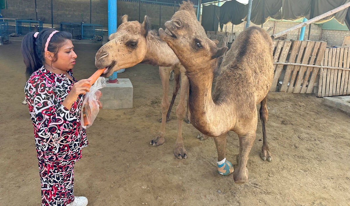 camel_5_0